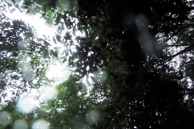 雨天樹林②IMG_7514 (640x427)