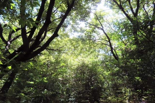 夏の樹林②IMG_7872 (640x427)