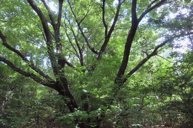 夏の樹林①IMG_7871 (640x427)