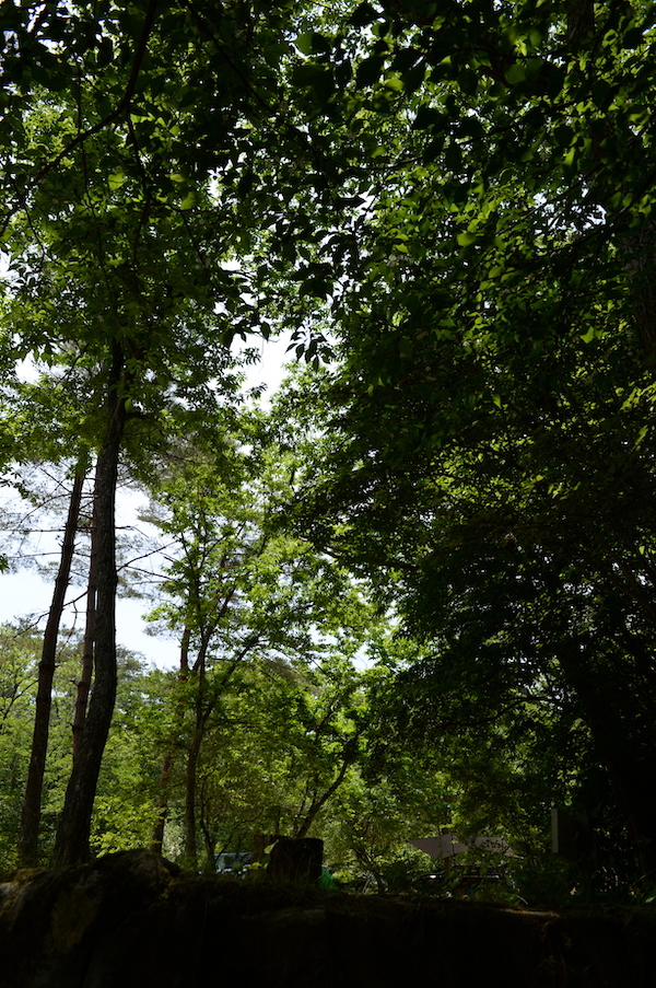 自然の森リサイズHIR_1053