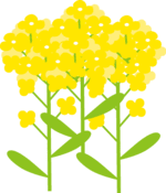 菜の花イラスト