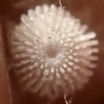 f-アイノミドリシジミ卵1_1mm-2020-03-21jg-TG510024