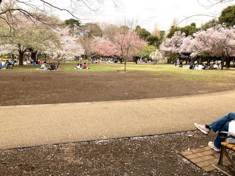 公園は桜だらけ