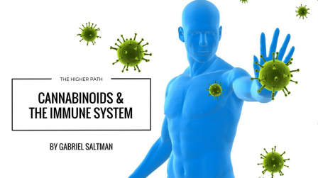 Cannabinoids-the-Immune-System_convert_20200523014425.png