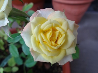 rose36