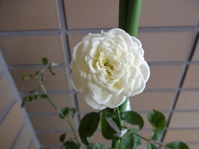 rose41