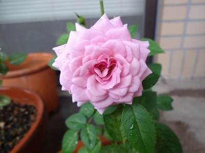 rose43