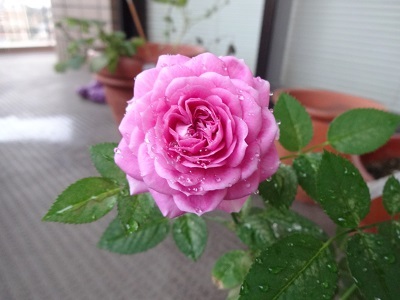 rose45