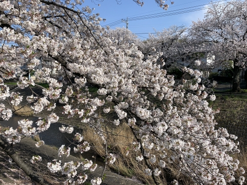 4.2桜