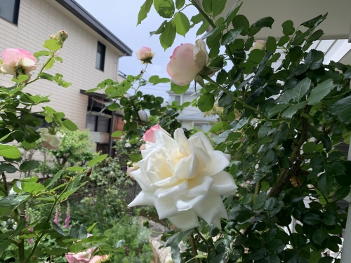 5.9白いバラ