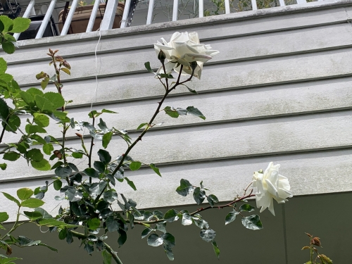 5.9白いバラ2