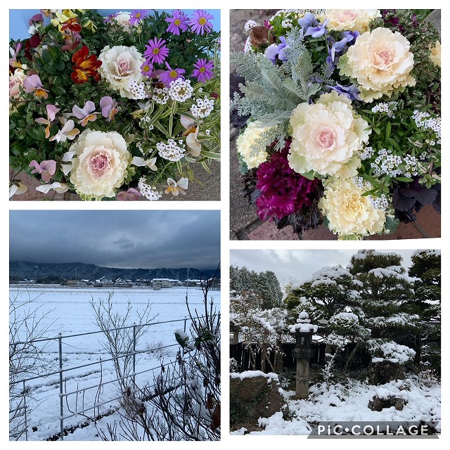店前の花たちと年末の雪