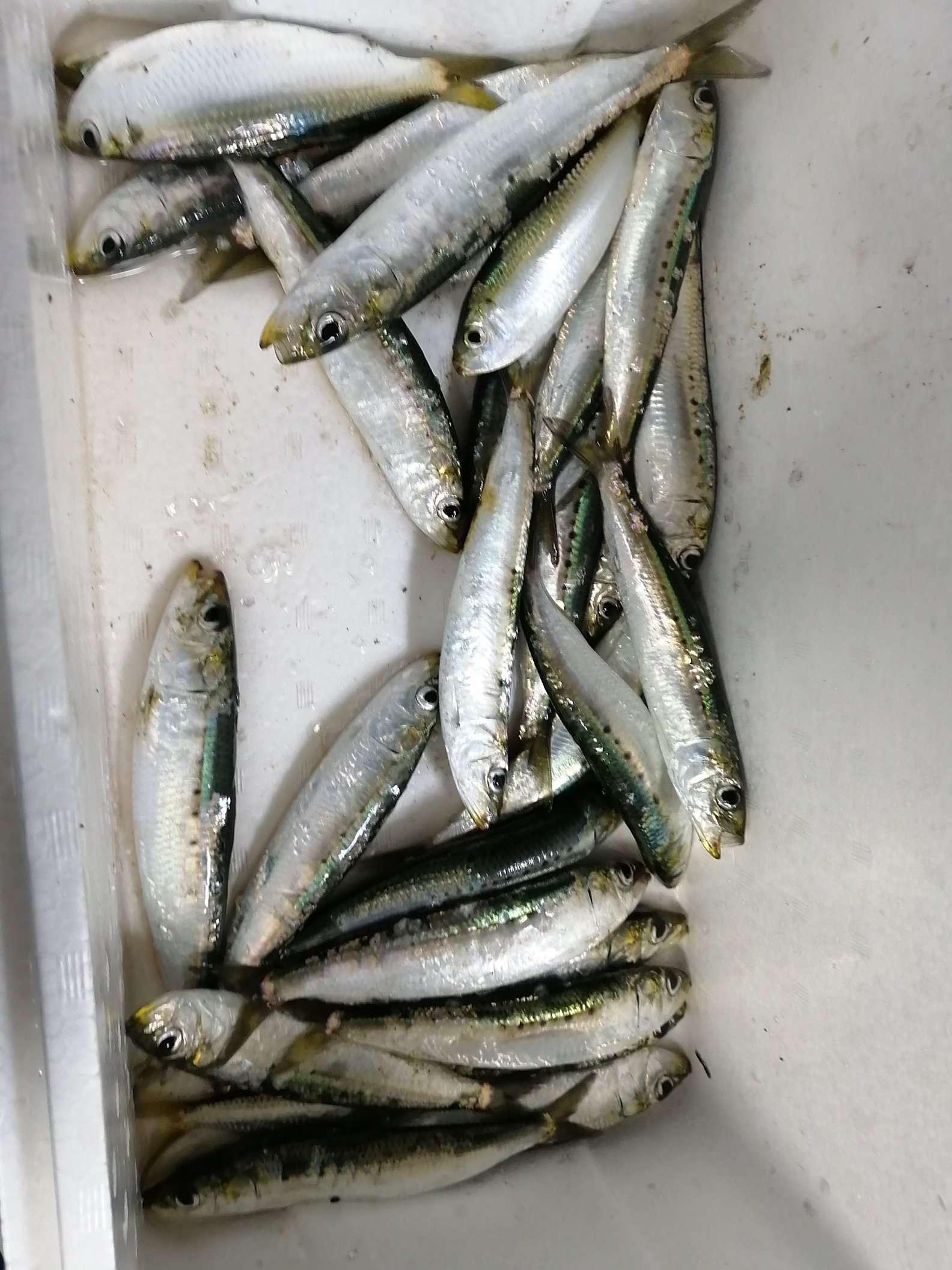 sardine.jpeg