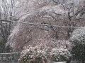 春の雪景色