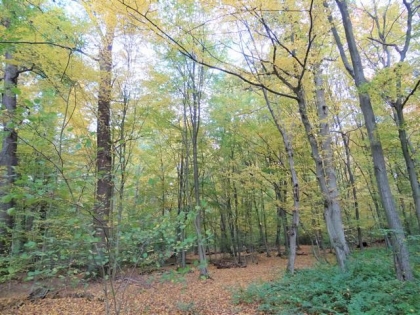 10月の森　