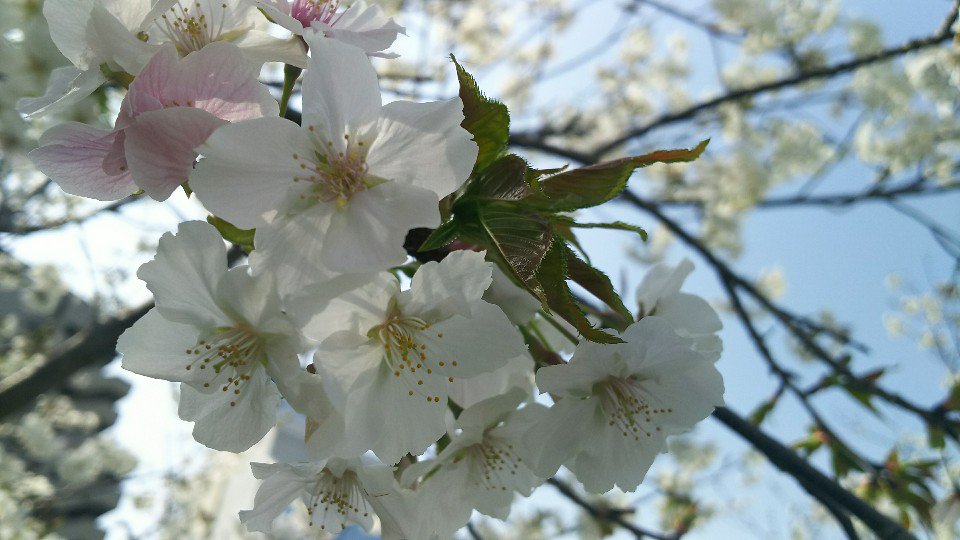 桜19