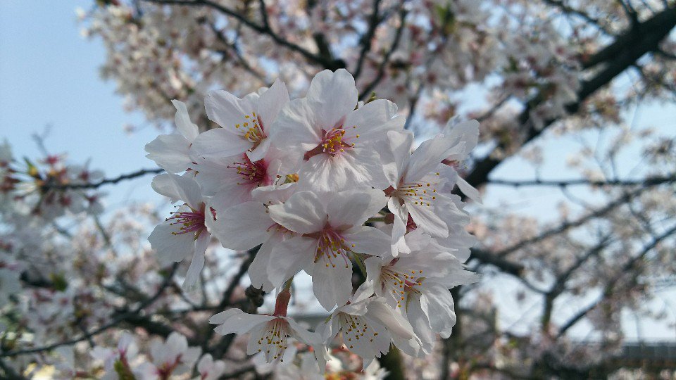 桜21