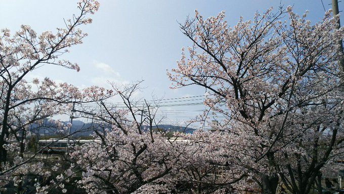 桜22