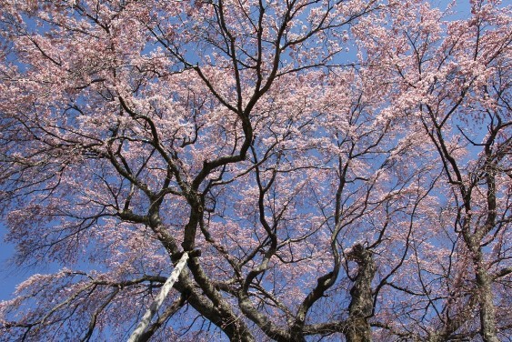 枝垂れ桜シャワー