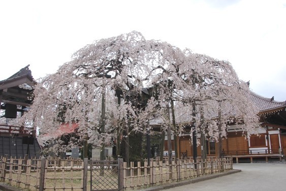 円東寺のしだれ桜