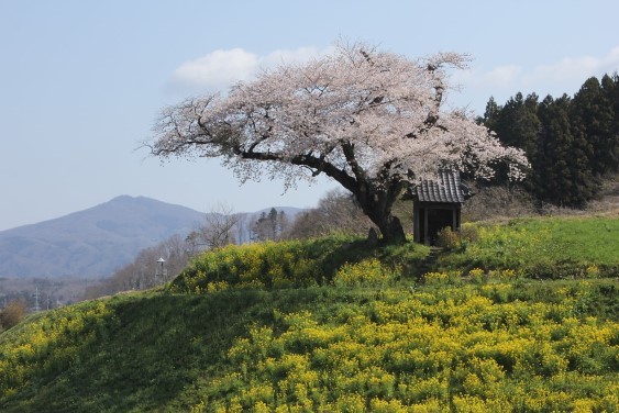 小沢の桜と移ヶ岳