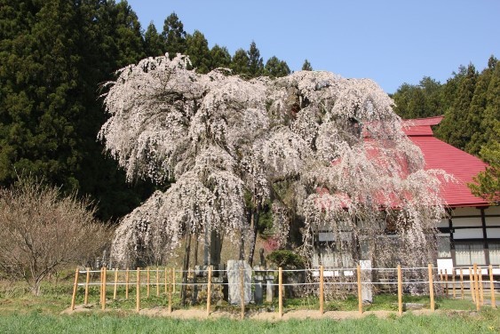 永泉寺の枝垂れ桜